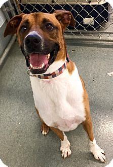 298 animal jobs available in st. St. Louis, MO - Boxer Mix. Meet Prancer, a dog for ...