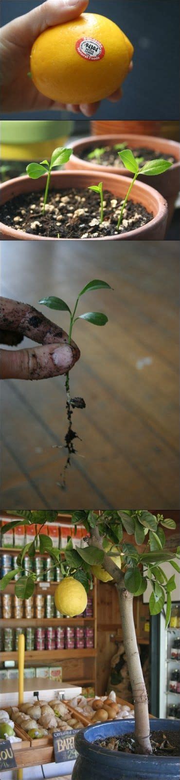 Eureka lemons have relatively few seeds and the tree is virtually thornless growing to around four metres in height. DIY All Things: How To Grow a Lemon Tree From Seed | Lemon ...