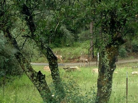 Maybe you would like to learn more about one of these? Deer in Prescott, AZ | Cabin life, Northern arizona, Prescott