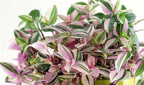 I had a nice sized pot of this (see pictures), but it got left outside in a freeze. Wandering Jew plant - How to Care for an Indoor Tradescantia