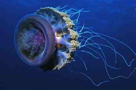 Gambar pantai alam hewan ubur ubur bahan lingkaran telur. Fakta Menakjubkan Ubur-Ubur | Pengetahuan Nira