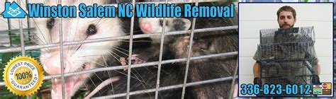 At triad wildlife experts, we will be courteous and friendly and take the. Winston Salem Animal Removal, Wildlife Exterminator North ...