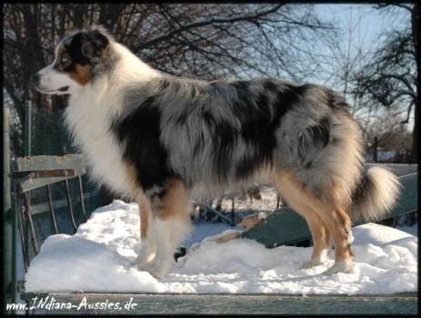Welcome to the best #aussie lovers community!♥ check out cool aussie designs australianshepherdshirts.com. Gibt es eine ruhigere Variante des Border Collies? (Border ...