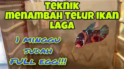 Ikan laga jantan memiliki ekor yang lebih besar dan warna yang lebih menarik dan terang berbanding dengan ikan betina. Teknik rahsia memperbanyak telur ikan laga // dijamin ...