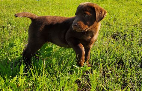 They are sold with full registration. Coco: Male AKC Labrador Retriever puppy for sale in Godley ...