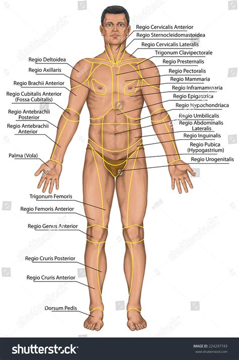 The anterior leg compartment muscles charts and posters. Anatomical Board Region Human Body Regions Stock ...