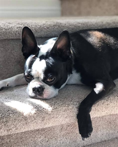 We did not find results for: Boston Terrier Dogs on | Boston terrier dog, Boston ...