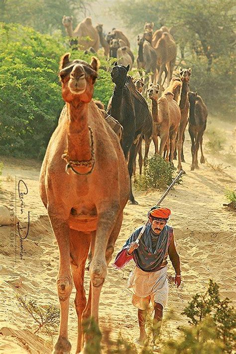 Camels are desert animals that can endure extreme temperatures. Pin on Alrededor del mundo