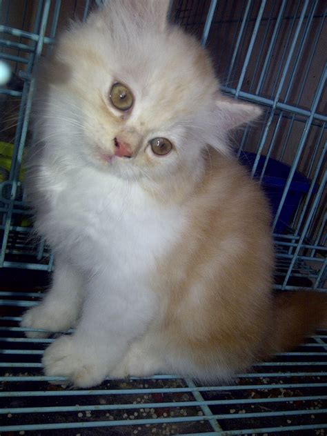 Meskipun demikian, harga kucing persia ini adalah salah satu yang paling tinggi di antara jenis lainnya. Kucing Persia Peaknose Extreme
