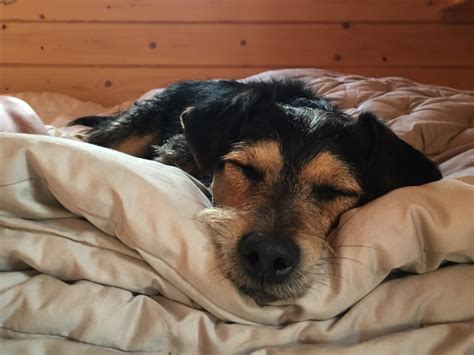 Wenn der hund immer im bett schläft, wie soll das bitte werden, wenn man sex haben. Studie belegt: Frauen schlafen erholsamer mit Hund im Bett ...