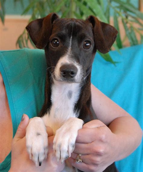 The italian greyhound is a fragile being that also has all the trimmings of a proper athlete. Scooter, an Italian Greyhound mix pup for adoption.