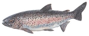 Oncorhynchus mykiss is a competitive trout species which can displace native trout species when introduced into new environments; Gökkuşağı Alabalığı - Oncorhynchus mykiss