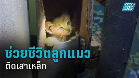 Silakan, klik di sini untuk bermain. เจ้าของบ้านใจบุญ ยอมตัดเสาเหล็ก ช่วยลูกแมวเพิ่งคลอด : PPTVHD36