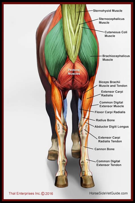 Muscles diagram front and back below you'll find several different muscles diagrams. Superficial Front Limb & Neck Muscles, Front View | Horse ...