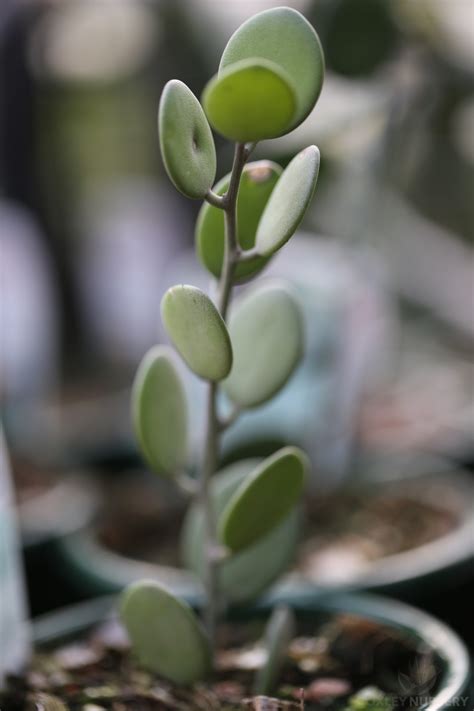 The silver dollar vine can withstand cold more easily than one might expect, generally doing well until the temperature drops below five degrees celsius, making it a good balcony plant for those in mild climates, though those further north may fare better keeping it indoors. Silver Dollar Vine - Xerosicyos danguyi - Oxley Nursery