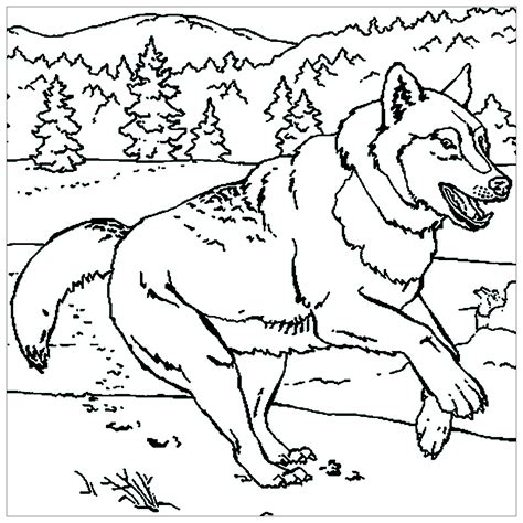 The winged wolf is, as the name implies, a wolf with wings. Wolf to print - Wolf Kids Coloring Pages