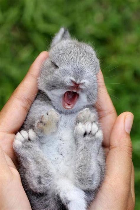 Calculate how old you are in days, weeks, months and years, and discover what day you were born on. New Born Bunny : pics
