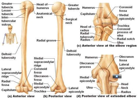 The elbow seems like a simple hinge. Pin by Melissa on Anatomy and physiology | Anatomy bones ...