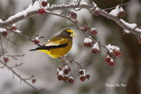 Although other grosbeak species are found in europe and asia, the evening grosbeak is uniquely american. Evening Grosbeak Male... (With images) | Female indigo ...