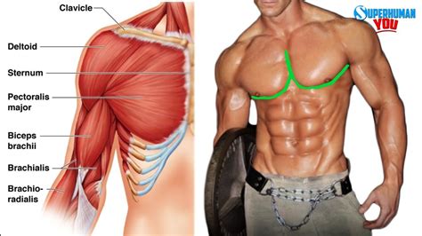 In this image, you will find part of the pectoral muscles mainly used in it. How To Get The "Outer Chest Line" - YouTube