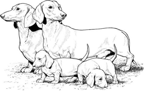 Free printable dog coloring pages. Teckel met pups kleurplaat | Gratis Kleurplaten printen