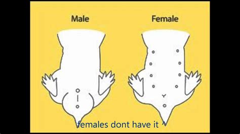 Before we delve into them, you should know that there are always exceptions, and not all felines follow these rules. How to tell the gender of a hamster - YouTube