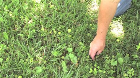 The apple curculio is very small insect feeding on the fruit of apple tree. Plum Curculio Apple Drops - YouTube