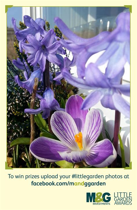 Jul 19, 2021 · photo credit: Purple Mount Athos Crocus (Crocus Pulchellus): In March ...