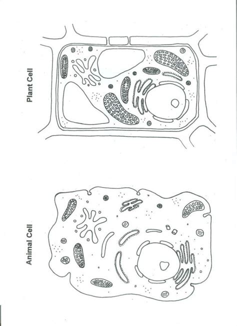 Animal cell, bacterial cell and plant cell structure, cross section detailed colorful anatomy on bright gradient. Cell Coloring Page - Coloring Home