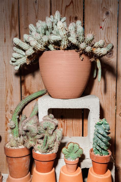 This is a great little book for beginners like me. How to Not Kill Your Fancy New Cactus | GQ