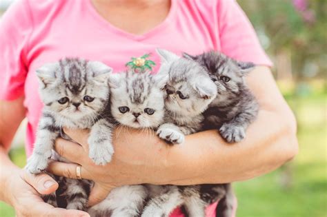 We had a vet there that we admired greatly due to his knowledge and. Southwest Florida Exotic Shorthair Cattery | Kittens for ...