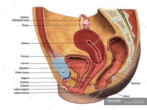 It can cause a variety of reproductive dysfunctions. Sagittal view of female reproductive system with labels ...