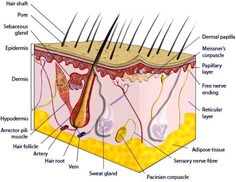Regulates body temperature and removal of metabolic wastes. Sectional view of human skin diagram