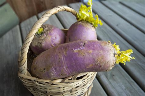 Si tratta di uno degli insaccati più tipici della zona delle giudicarie, più precisamente di san lorenzo in banale, che. Ciuìga del Banale (e del Bleggio) - La Cucina Italiana