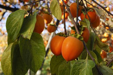 Ultimately, you'll want fungal dominated soil to form a symbiotic relationship with your tree roots. Growing a Persimmon Tree | Daltons
