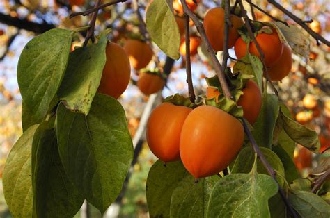 Unlike many fruit trees, persimmon trees have a very low chilling requirement in order to produce good flowers and fruit. Growing a Persimmon Tree | Daltons