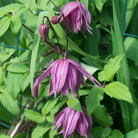 Клематис 'голдэн дрим' / clematis alpina 'golden dream'. Clematis 'Purple Dream' - plamienok | SlovenskeTrvalky.sk