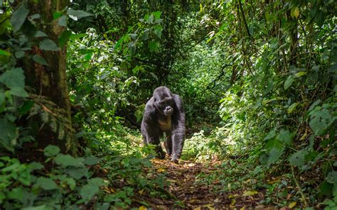 Gehen sie auf safari, lernen sie den kontinent mit seiner vielfältigen flora und fauna kennen oder genießen sie traumhafte strände. Faszinierendes Uganda - Entdeckt die Perle Afrikas ...