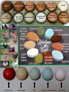 Chicken Breed Egg Color Chart Chicken Breeds Laying Chickens