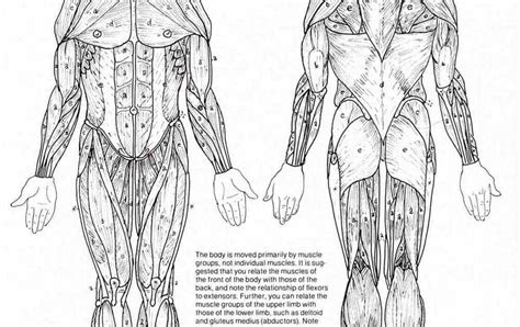 This human anatomy diagram with labels depicts and explains the details and or parts of the human body muscle names. Human Body Muscles Names - The Complete List of Bodybuilding Leg Exercises and the Best Ones to ...
