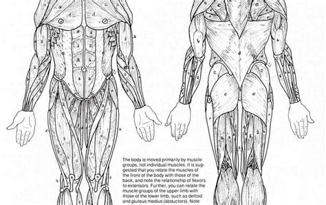 Attached to the bones of. Human Body Muscles Names - The Complete List of ...