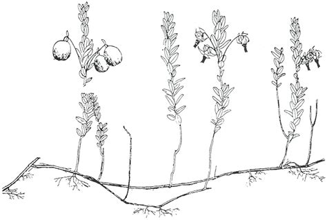 Biotechnological approaches for pest management and ecological sustainability format : Sustainability | Free Full-Text | Managing Cuscuta ...