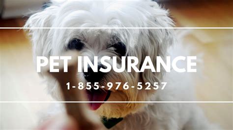 We did not find results for: Pet Insurance Mastic Beach NY - Best Dog Insurance Reviews - YouTube