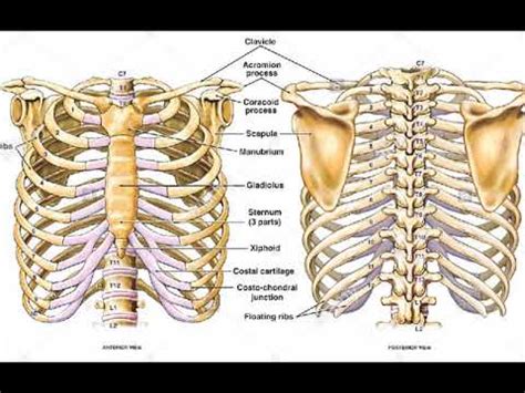 The rib cage is the arrangement of ribs attached to the vertebral column and sternum in the thorax of most vertebrates, that encloses and protects the vital organs such as the heart, lungs and great vessels. Rib Cage Back View : The Rib Cage After Birth Institute ...