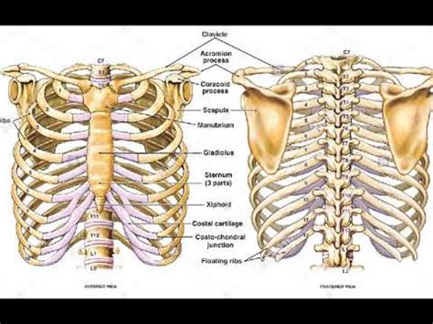 Hd00:123d animation of transparent human anatomy highlighting the stomach and rib cage and glass bones. Two Minutes of Anatomy: Ribcage - YouTube