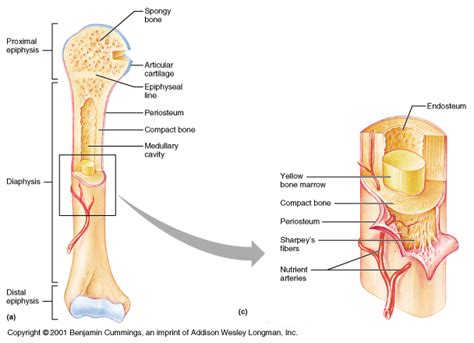 Red marrow is found mainly in the flat bones such as hip bone, breast bone, skull, ribs, vertebrae and shoulder blades, and in the cancellous (spongy) material pink marrow is found in the hollow interior of the middle portion of long bones. Coach Zell's Website - Notes, Vids, Animations, Images