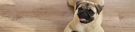 Loop carpets can also catch claws, making it difficult for pets to walk on carpeted floors. Pet-friendly flooring options for your home from Dovetail ...