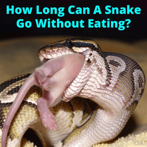 Individuals have been known to last longer as well. How Long Can A Snake Go Without Eating? - My Snake Pet