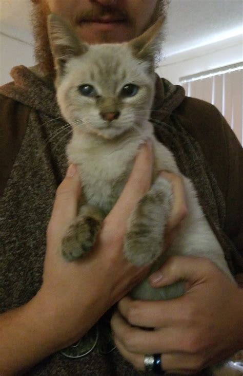 100% of every donor dollar is used for animal care. Found Cat Siamese in PHOENIX, AZ - Lost My Kitty