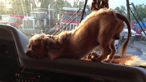 #50 my dog doesn't know how to sleep properly. Dog Falls Asleep at the Wheel - YouTube